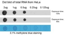 Invitrogen N6-Methyladenosine (m6A) Monoclonal Antibody (A8F2) 100 &mu;L;