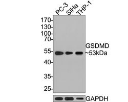 Invitrogen GSDMD Monoclonal Antibody (A8D8) 100 &mu;L; Unconjugated:Antibodies,