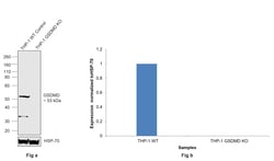 Invitrogen GSDMD Monoclonal Antibody (A8D8) 100 &mu;L; Unconjugated:Antibodies,