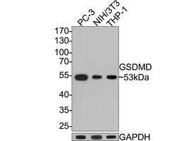 Invitrogen GSDMD Monoclonal Antibody (A8D7) 100 &mu;L; Unconjugated:Antibodies,