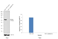 Invitrogen GSDMD Monoclonal Antibody (A8D7) 100 &mu;L; Unconjugated:Antibodies,