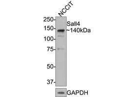 Invitrogen SALL4 Monoclonal Antibody (A7A5) 100 &mu;L; Unconjugated:Antibodies,
