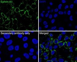 Invitrogen Ephrin A1 Monoclonal Antibody (A7B10) 100 &mu;L; Unconjugated:Antibodies,