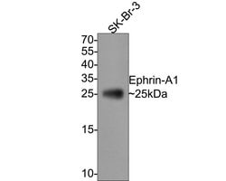 Invitrogen Ephrin A1 Monoclonal Antibody (A7B10) 100 &mu;L; Unconjugated:Antibodies,