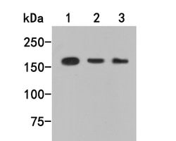Invitrogen TOP2A Monoclonal Antibody (A3F12) 100 &mu;L; Unconjugated:Antibodies,
