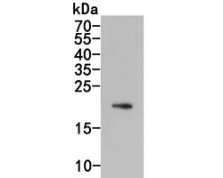 Invitrogen IL-28A Monoclonal Antibody (A5D6) 100 &mu;L | Buy Online | Invitrogen&trade; | Fisher Scientific