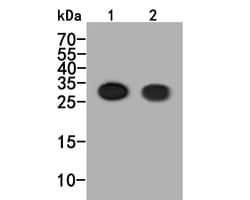 Invitrogen CD42a Monoclonal Antibody (A5E6) 100 &mu;L; Unconjugated:Antibodies,