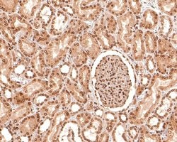 Invitrogen MAPKAP1 Monoclonal Antibody (A6G10) 100 &mu;L; Unconjugated:Antibodies,