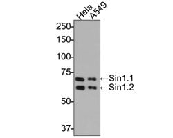 Invitrogen MAPKAP1 Monoclonal Antibody (A6G10) 100 &mu;L; Unconjugated:Antibodies,