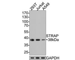 Invitrogen STRAP Monoclonal Antibody (A7H11) 100 &mu;L; Unconjugated:Antibodies,
