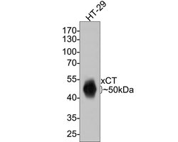 Invitrogen SLC7A11 Monoclonal Antibody (A7C6) 100 &mu;L; Unconjugated:Antibodies,