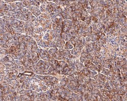 Invitrogen SLC7A11 Monoclonal Antibody (A7C5) 100 &mu;L; Unconjugated:Antibodies,
