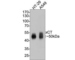 Invitrogen SLC7A11 Monoclonal Antibody (A7C5) 100 &mu;L; Unconjugated:Antibodies,