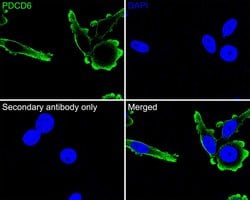Invitrogen PDCD6 Monoclonal Antibody (A6A7) 100 &mu;L | Buy Online | Invitrogen&trade; | Fisher Scientific