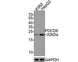 Invitrogen PDCD6 Monoclonal Antibody (A6A7) 100 &mu;L | Buy Online | Invitrogen&trade; | Fisher Scientific