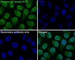Invitrogen H3K18ac Monoclonal Antibody (A7B6) 100 &mu;L; Unconjugated:Antibodies,