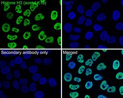 Invitrogen H3K18ac Monoclonal Antibody (A7B6) 100 &mu;L; Unconjugated:Antibodies,