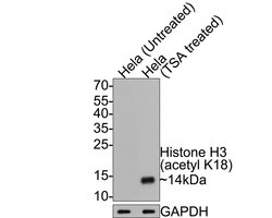 Invitrogen H3K18ac Monoclonal Antibody (A7B6) 100 &mu;L; Unconjugated:Antibodies,
