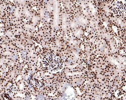 Invitrogen H3K18ac Monoclonal Antibody (A7B5) 100 &mu;L; Unconjugated:Antibodies,