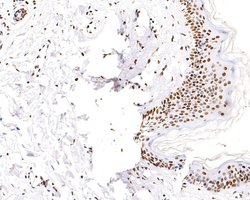 Invitrogen H3K18ac Monoclonal Antibody (A7B5) 100 &mu;L; Unconjugated:Antibodies,