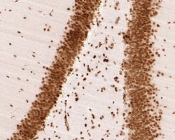 Invitrogen H3K18ac Monoclonal Antibody (A7B5) 100 &mu;L; Unconjugated:Antibodies,