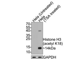 Invitrogen H3K18ac Monoclonal Antibody (A7B5) 100 &mu;L; Unconjugated:Antibodies,