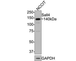 Invitrogen SALL4 Monoclonal Antibody (A7A6) 100 &mu;L | Buy Online | Invitrogen&trade; | Fisher Scientific