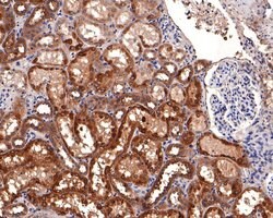 Invitrogen alpha Galactosidase Monoclonal Antibody (A7C4) 100 &mu;L; Unconjugated:Antibodies,