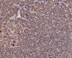 Invitrogen S6 Monoclonal Antibody (A6B9) 100 &mu;L; Unconjugated:Antibodies,