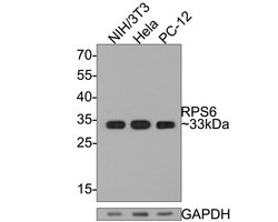 Invitrogen S6 Monoclonal Antibody (A6B9) 100 &mu;L; Unconjugated:Antibodies,