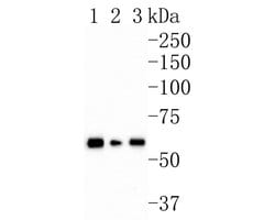 Invitrogen AMPK alpha-2 Monoclonal Antibody (A6A12) 100 &mu;L; Unconjugated:Antibodies,