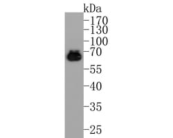 Invitrogen AMPK alpha-2 Monoclonal Antibody (A6A12) 100 &mu;L; Unconjugated:Antibodies,