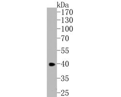 CHI3L1 Monoclonal Antibody (A3G13), Invitrogen 100 &mu;L; Unconjugated:Antibodies,