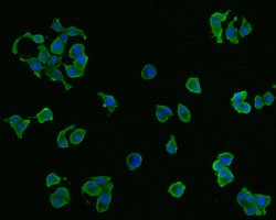 Invitrogen CX3CR1 Monoclonal Antibody (A5C7) 100 &mu;L; Unconjugated:Antibodies,