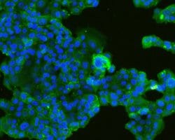Invitrogen TROP2 Monoclonal Antibody (A5E4) 100 &mu;L; Unconjugated:Antibodies,