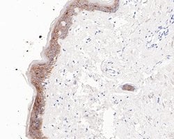 Invitrogen TROP2 Monoclonal Antibody (A5E4) 100 &mu;L; Unconjugated:Antibodies,