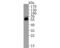 Invitrogen TROP2 Monoclonal Antibody (A5E4) 100 &mu;L; Unconjugated:Antibodies,