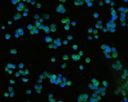 Invitrogen TROP2 Monoclonal Antibody (A5E5) 100 &mu;L; Unconjugated:Antibodies,