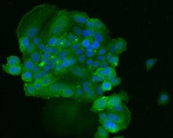 Invitrogen TROP2 Monoclonal Antibody (A5E5) 100 &mu;L; Unconjugated:Antibodies,