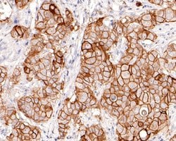 Invitrogen TROP2 Monoclonal Antibody (A5E5) 100 &mu;L; Unconjugated:Antibodies,