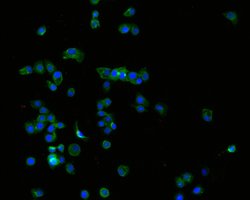Invitrogen TROP2 Monoclonal Antibody (A5E2) 100 &mu;L; Unconjugated:Antibodies,
