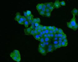 Invitrogen TROP2 Monoclonal Antibody (A5E2) 100 &mu;L; Unconjugated:Antibodies,