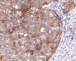 Invitrogen TROP2 Monoclonal Antibody (A5E2) 100 &mu;L; Unconjugated:Antibodies,