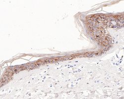 Invitrogen TROP2 Monoclonal Antibody (A5E2) 100 &mu;L; Unconjugated:Antibodies,