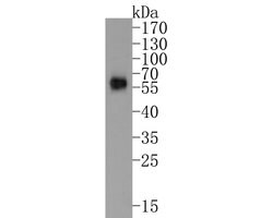 Invitrogen TROP2 Monoclonal Antibody (A5E2) 100 &mu;L; Unconjugated:Antibodies,