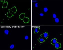 Invitrogen GPR177 Monoclonal Antibody (A7C2) 100 &mu;L; Unconjugated:Antibodies,