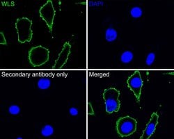 Invitrogen GPR177 Monoclonal Antibody (A7C2) 100 &mu;L; Unconjugated:Antibodies,