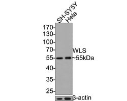 Invitrogen GPR177 Monoclonal Antibody (A7C2) 100 &mu;L; Unconjugated:Antibodies,