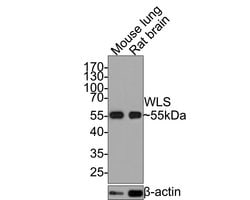 Invitrogen GPR177 Monoclonal Antibody (A7C2) 100 &mu;L; Unconjugated:Antibodies,