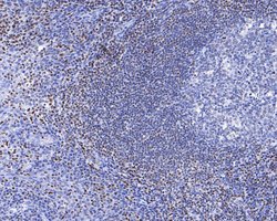 Invitrogen RUNX3 Monoclonal Antibody (A7B7) 100 &mu;L; Unconjugated:Antibodies,